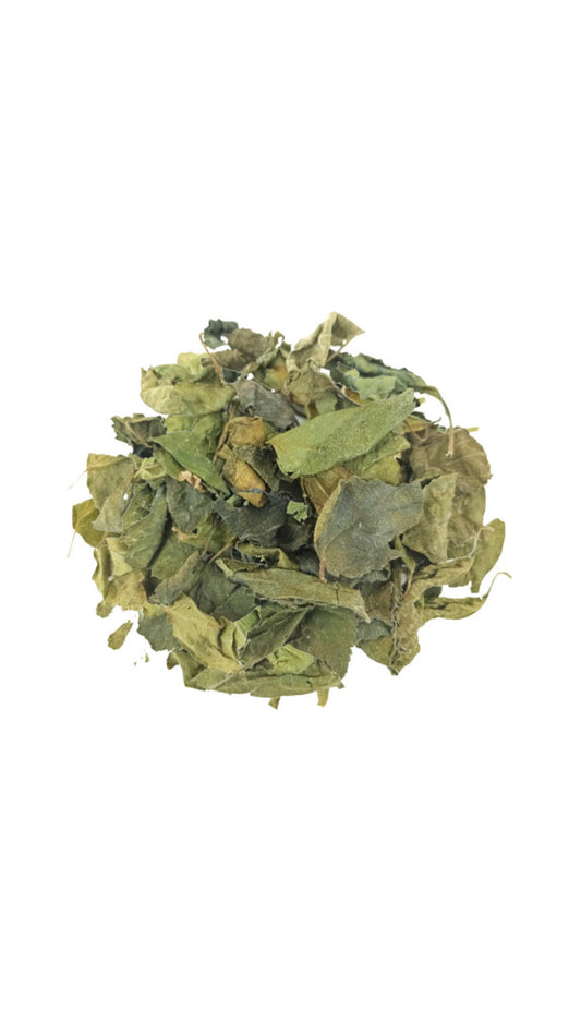 Unlocking the Health Benefits of St. John’s Bush (Justicia Secunda)