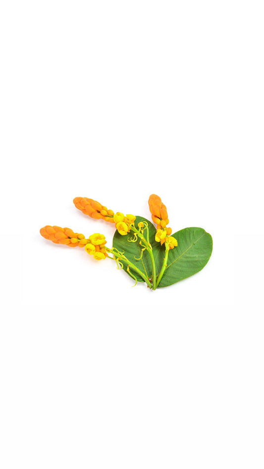 Cassia Alata
