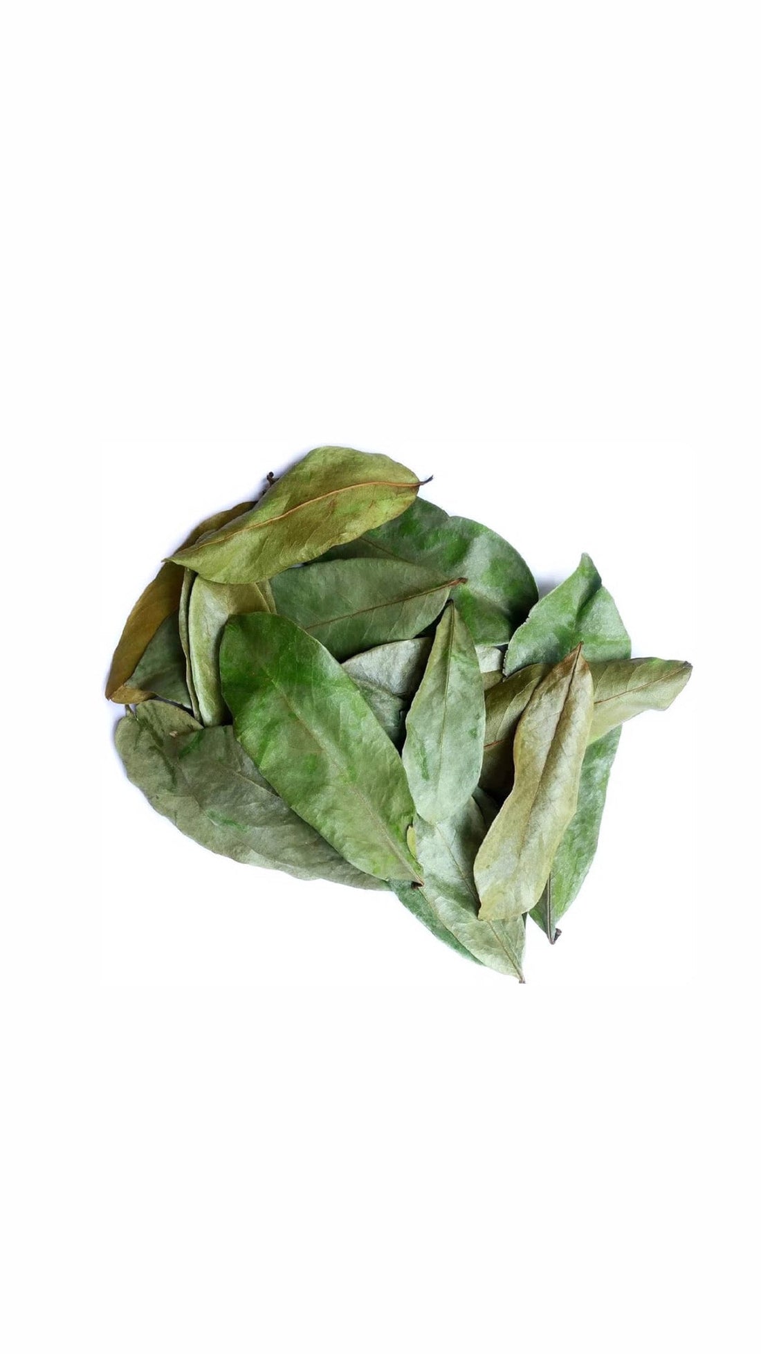 7 Powerful Health Benefits of Soursop Leaves You Should Know