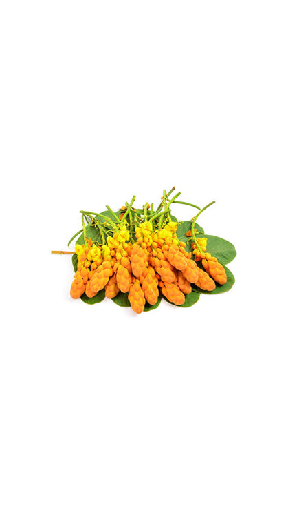 Cassia Alata
