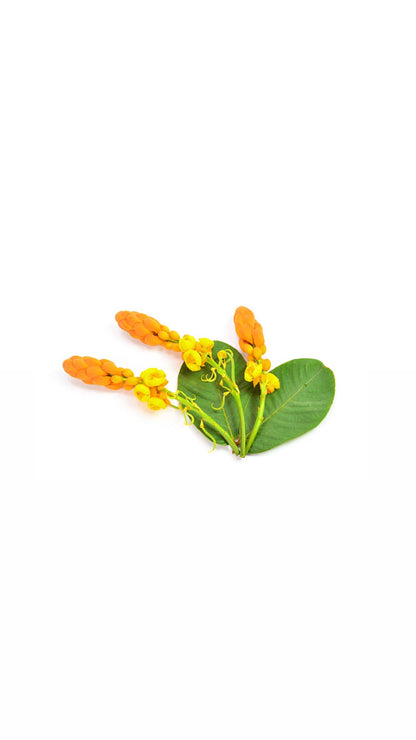 Cassia Alata